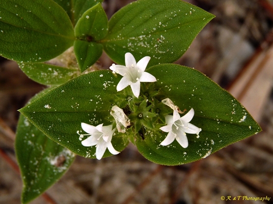 {Richardia brasiliensis}
